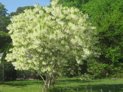 full_491_sofora-semena-kupit_