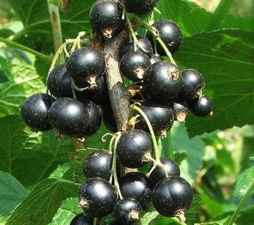 Смородина черная Бен Ломонд [2-летняя с открытой корневой системой]