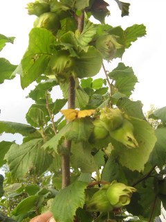 Фундук Каталонский [2-летний с открытой корневой системой]