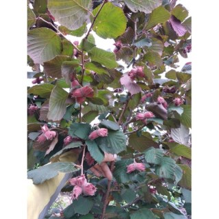 funduk-syrena-batkivsad_17-500x500