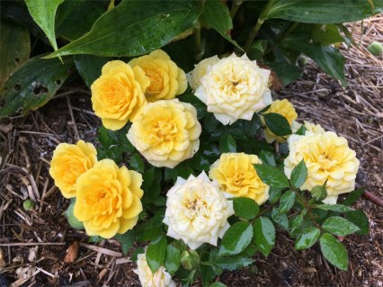 Роза миниатюрная Аполло