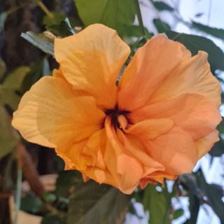 Гібіскус Double Orange