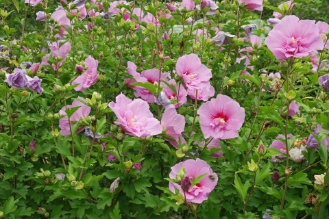 Гибискус сирийский розовый 