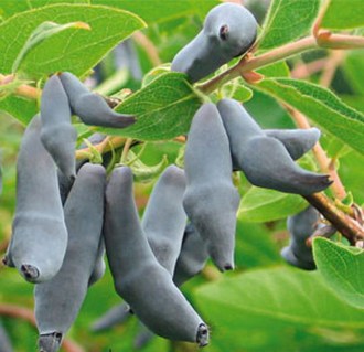 gimolost-bakcahrskiy-velikan