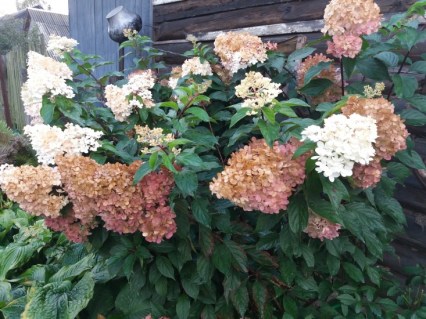 gortenziya-pastel-grin-03