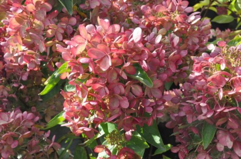 gortenziya-pastel-grin-05