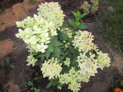 gortenziya-pastel-grin-06