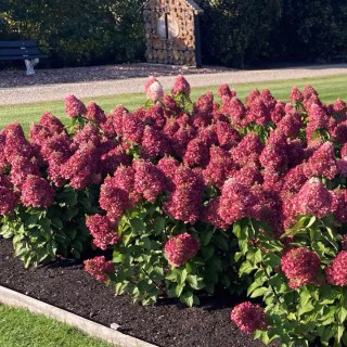 gortenziya-volotista-living-pinki-01