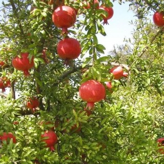 granat-ak-dona