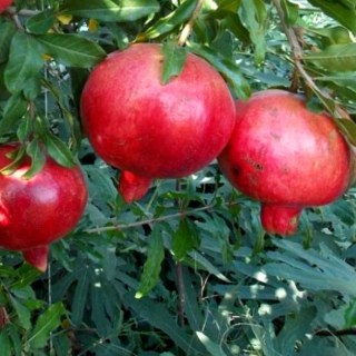 granata-ak-dona