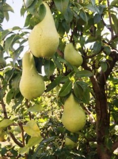 Груша Абат Фетель [2-річна з відкритим коренем]