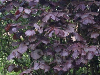 hazelnut-lamberta-03