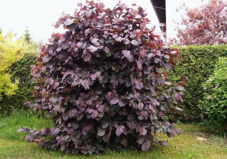 hazelnut-lamberta-04