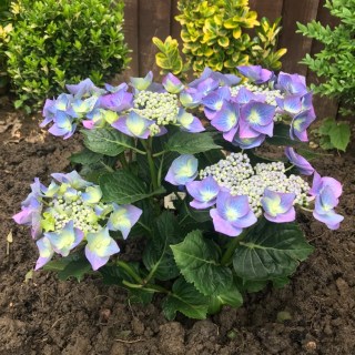 hydrangea-macrophylla-blue-sky-syn-01