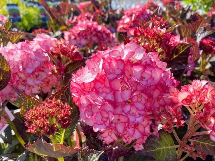 hydrangea-macrophylla-miss-saori-01