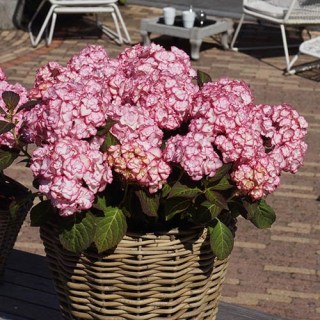 hydrangea-macrophylla-miss-saori-02