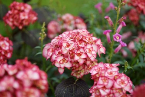 hydrangea-macrophylla-miss-saori-03