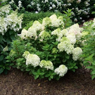hydrangea-paniculata-little