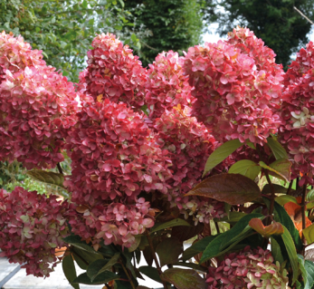 hydrangea-paniculata-redlight-01