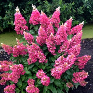 Гортензія волотиста Даймонд Руж (Diamant rouge)