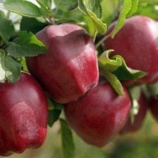 Яблуня Старкримсон [1-річна з відкритим коренем]