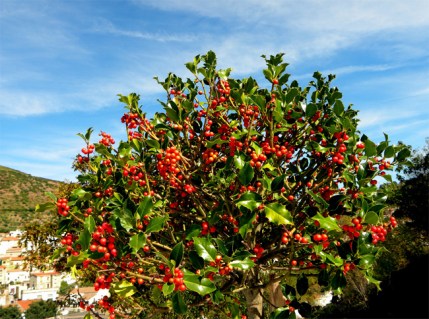 ilex_aquifolium_seedling