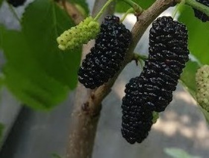 Шелковица Галиция