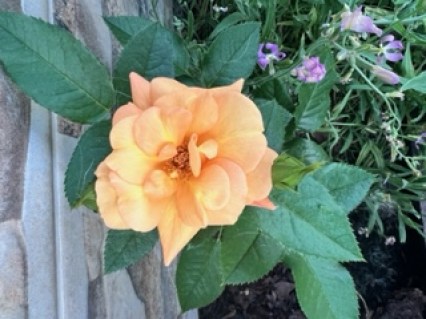 Троянда Світ Каталіна (Sweet Catalina)