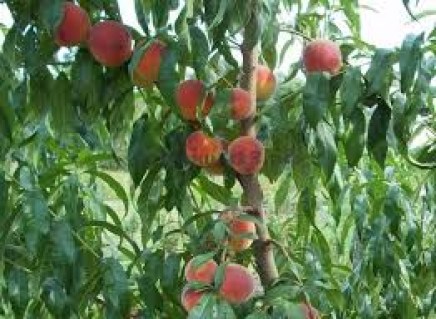 images52