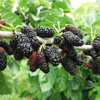 img-61a8c1871faf11e3502560f76fbb25e2-v