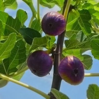 inzhir-fioletovyj-324x324