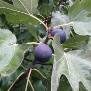 inzhir-krymskij-chernyj-324x324