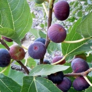 inzhir-na-vetke_1.460x460