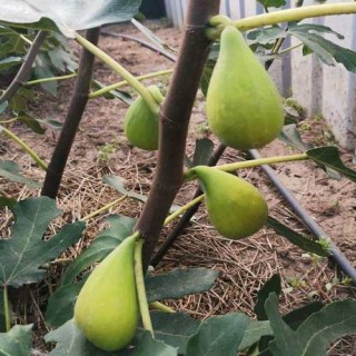 inzhyr-dalmatskyj.-1