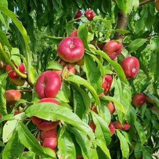 inzhyrnyj-nektaryn-oriola-01