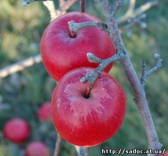 Яблуня Фукутамі [1-річна з відкритим коренем]
