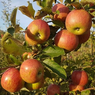 jablonja-dzhonagold-dekosta2