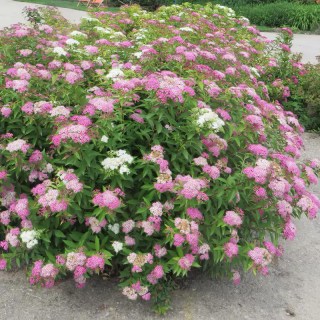 Спирея японская Широбана (Spiraea japonica Shirobana)