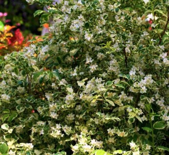 jasmine-Variegatus-02