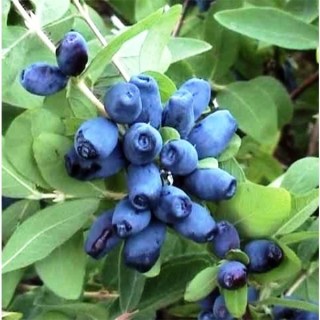 jumolost-vitaminnaia1_semichi.org_