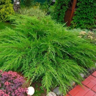 junipero-juniperus-mint-julep-04