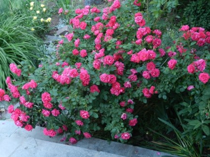 kanada_park_john_kebot