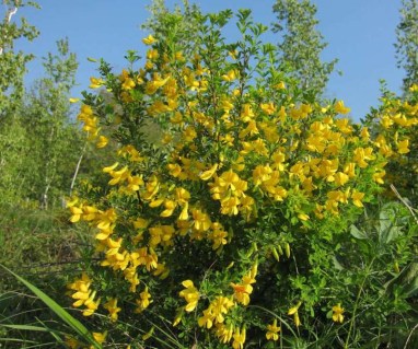 Карагана древесная (желтая акация, Caragana arborescens)