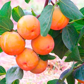 khurma_sosnovskaya-01