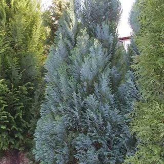 kiparisovik-alumi-02