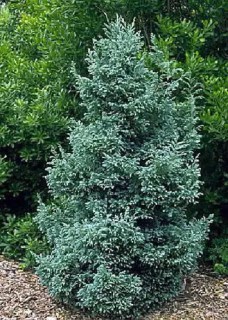 kiparisovik-gorihoplidnij-boulevard-02