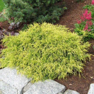 kiparisovik-gorokhoplodnyy-sangold-05