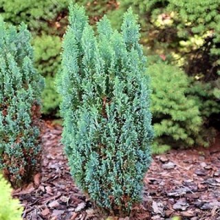 kiparisovik-lavsona-elvudi-02