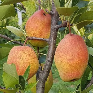 Груша Киргизька Зимова [1-річна з відкритим коренем]