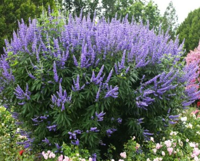 Вітекс священний (Авраамове дерево, верболіз)